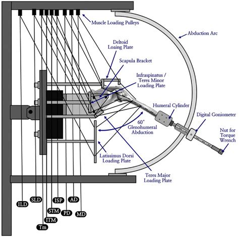 Schematic of the custom shoulder testing system with a right shoulder ...