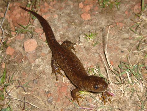 Great Crested Newt - British Wildlife Wiki