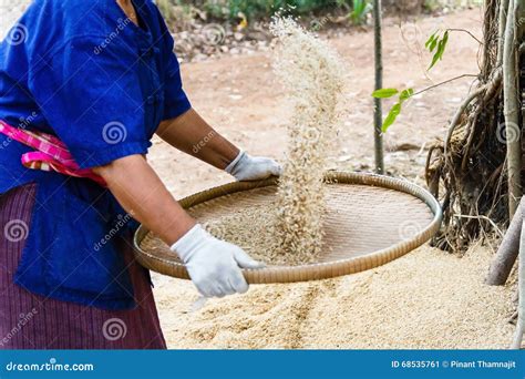 Farmer winnowing rice. stock image. Image of travel, tradition - 68535761