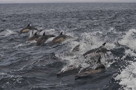 Common dolphin pod | Common dolphin, Dolphins, Beautiful photo