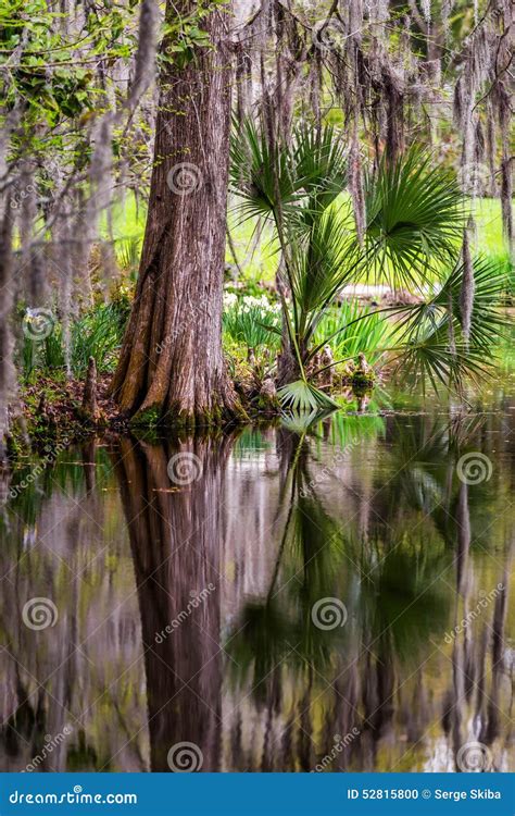 Magnolia Plantation Swamp Garden Stock Photo - Image of pink, green: 52815800