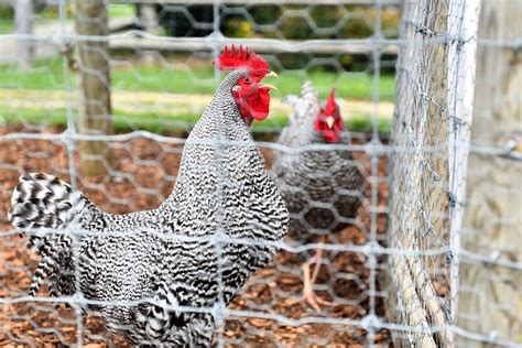 5 Tips for Designing a Custom Chicken Enclosure