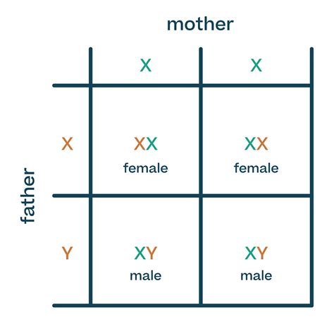 Inheritance and genetic diagrams - Biology : Explanation & Exercises ...