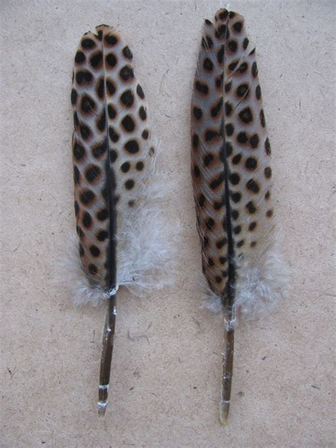 2 Great Argus Pheasant feathers