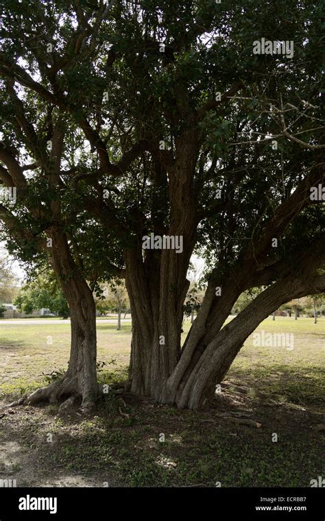 Texas live oak trees hi-res stock photography and images - Alamy