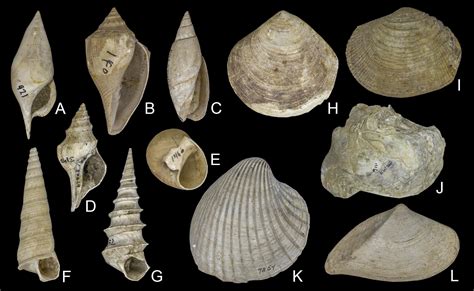 Arriba 71+ imagen fossil mollusks - Abzlocal.mx