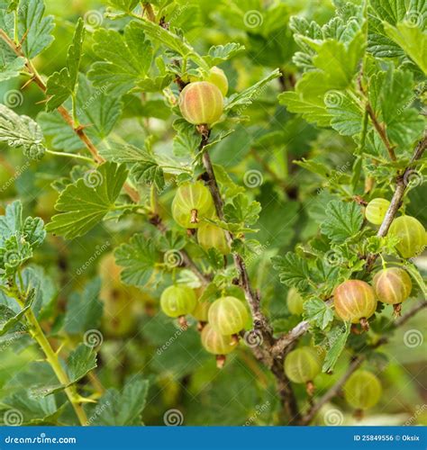 Bush of gooseberry stock photo. Image of hanging, green - 25849556