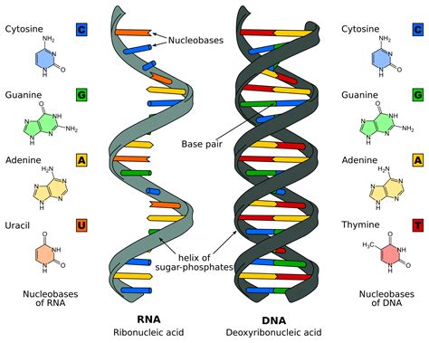 How to make dna models - 6 steps