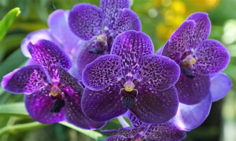 Growing and Caring for Vanda Orchids