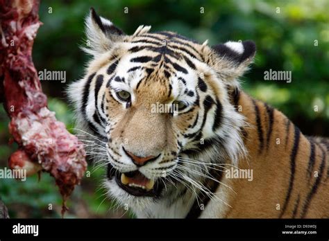 Close-up of tiger eating prey Stock Photo - Alamy