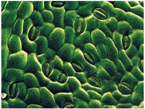 The Crucial Role of Stomata in Plant Transpiration and Photosynthesis | HubPages