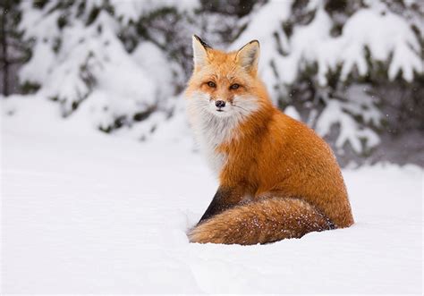 Fondos de Pantalla Zorros Invierno Nieve Animalia descargar imagenes