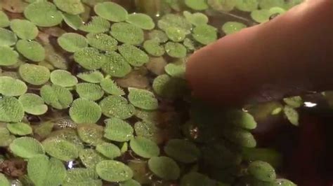 Aquarium Plant Overview: Salvinia - YouTube