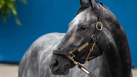 Kentucky Derby horses: Essential Quality favorite at Churchill Downs