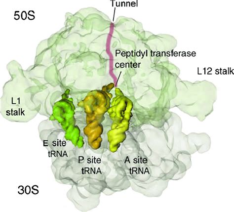 Structure and functional sites of bacterial ribosomes. | Download ...