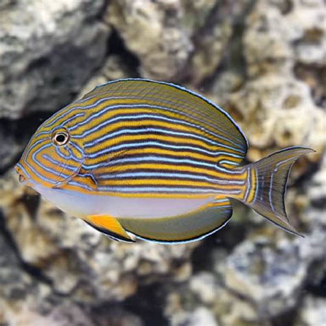 Acanthurus lineatus xl kenya - Αquario.gr - Το καλύτερο ενυδρειακό κατάστημα