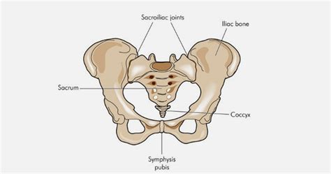 Identify the Bony Posterior Wall of the Pelvis