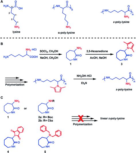 Synthesis of ε-poly-lysine. (A) Illustration of the chemical structure... | Download Scientific ...