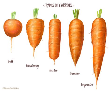 Types of Carrots | Carrots, Fruits and vegetables list, Healthy recipes