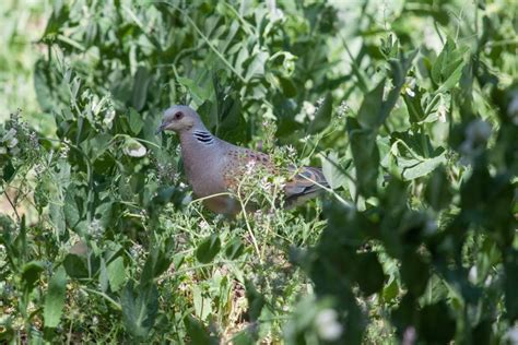 Why are turtle doves in trouble? - Operation Turtle Dove