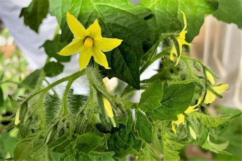 Tomato Geek - Growing and Cooking Tomatoes