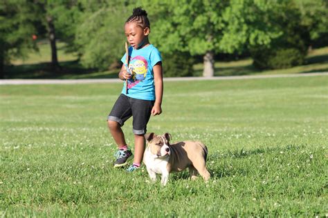 American Bully Puppy Playing With Kids - a photo on Flickriver