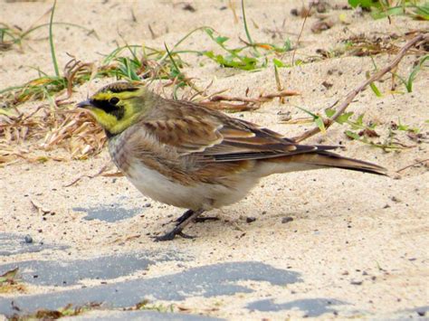 Skylark Bird Facts (Alauda arvensis) | Birdfact