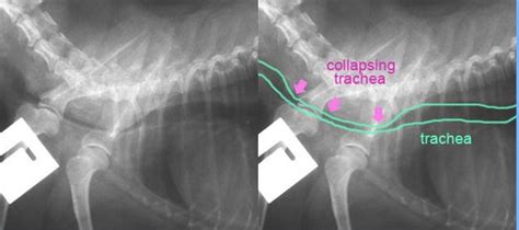 Tracheal Collapse in Dogs - Conquering the Cough