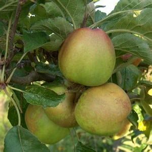 Organic Sturmer Pippin Apple Trees - Harrod Horticultural