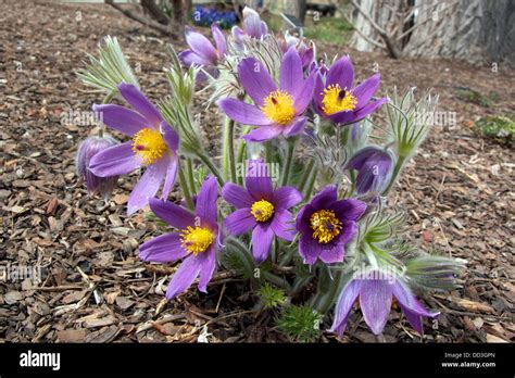 Pasque Flower in bloom Stock Photo - Alamy