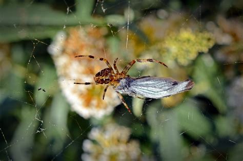 Edit free photo of Spider,prey,spider with prey,close,arachnid - needpix.com