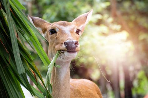 40+ Hangul Deer Stock Photos, Pictures & Royalty-Free Images - iStock