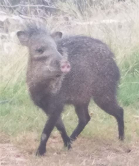 Critters of Big Bend - Visit Big Bend