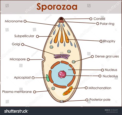 18 Sporozoa Images, Stock Photos & Vectors | Shutterstock