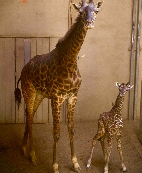 It's a boy! Santa Barbara Zoo's newborn giraffe now has a name | News ...