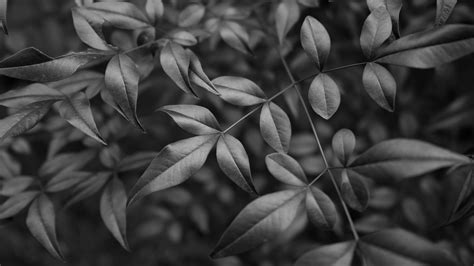 Green Leaves Tree Branches Macro Black And White Background 4K HD Black And White Wallpapers ...