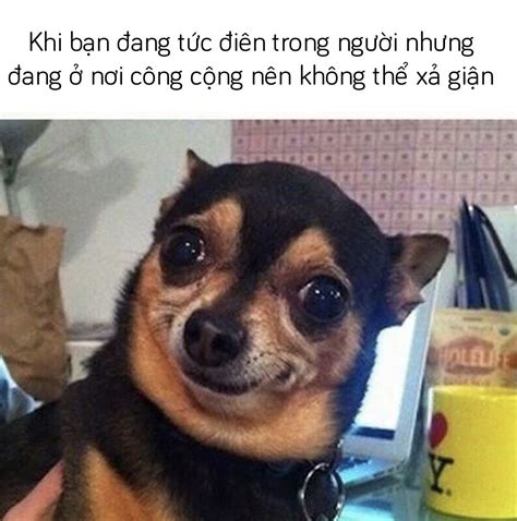 999+ ảnh meme chó hài hước, meme chó cute (Phần #1)