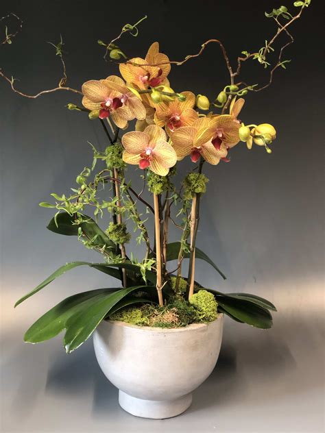 Medium Phalaenopsis Orchid Plant Arrangement in Corte Madera, CA | Green Bouquet Floral Design