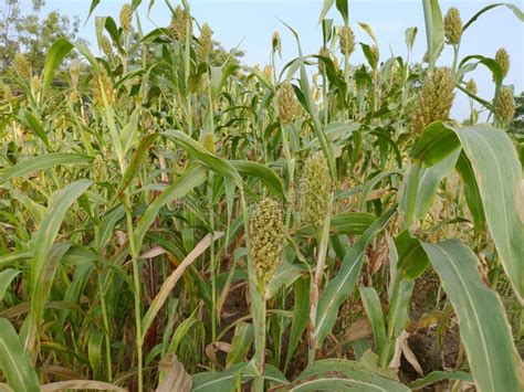 This is a Natural Jawar Crop in the Field Village of Ambegaon Aurangabad Maharashtra India Stock ...