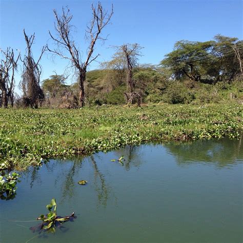 LAKE NAIVASHA (Rift Valley Province) - All You Need to Know BEFORE You Go