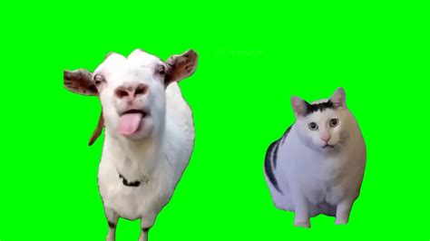 [GREEN SCREEN] Goat talking to clueless Huh Cat Meme Template : r ...