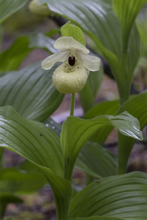 Cypripedium flavum care and culture | Travaldo's blog