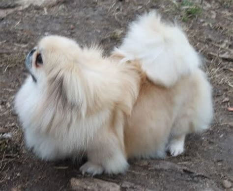 Pekingese Dog Breed » Information, Pictures, & More