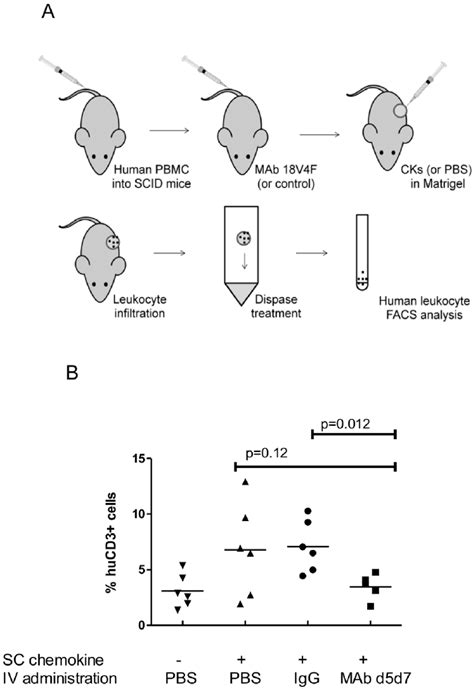 SCID-hu mouse model of leukocyte migration. ( A ) NSG (NOD/SCID/IL2r- c ...