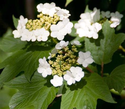 Viburnum Trilobum 'Redwing',American Cranberrybush 'Redwing', Vuburnum trilobum 'J. M. Select ...