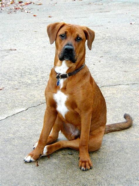 Mastiff Boxer Mix Dog - Dog Pictures Blog | Boxer mix puppies, Boxer puppies, Boxer lab mixes