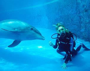 Dolphin Scuba Diving