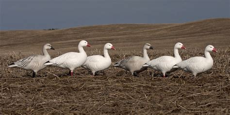 Snow Goose Decoys - Canadian Waterfowl Supplies