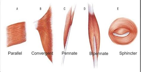 Anatomy and Physiology Muscle Test Flashcards | Quizlet