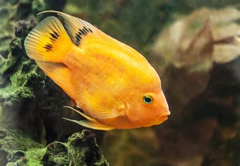 Yellow Parrot Cichlid Fish Swims in the Aquarium Stock Image - Image of ...